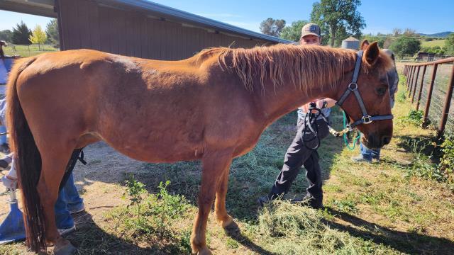 Enlarge A337537, a Adoptable Grade in San Luis Obispo, CA image 1/1