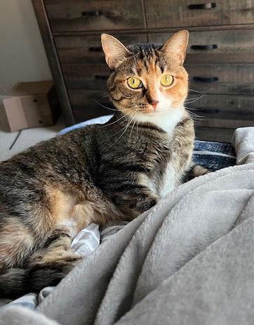 Enlarge Juliet (& Romeo) - bonded, a Adoptable Domestic Short Hair in Herndon, VA image 1/3