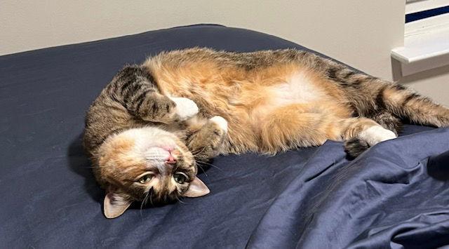 Enlarge Juliet (& Romeo) - bonded, a Adoptable Domestic Short Hair in Herndon, VA image 2/3