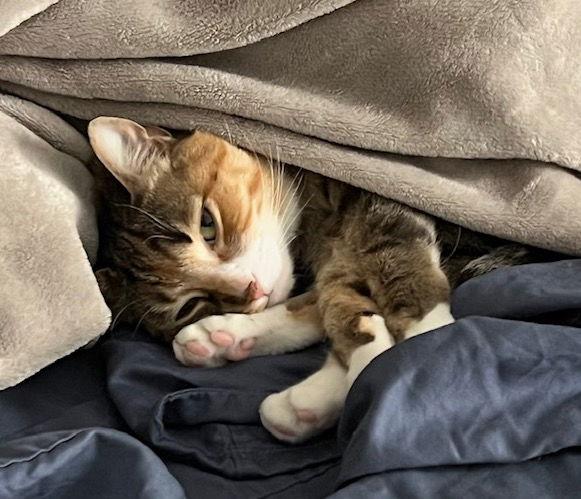 Enlarge Juliet (& Romeo) - bonded, a Adoptable Domestic Short Hair in Herndon, VA image 3/3