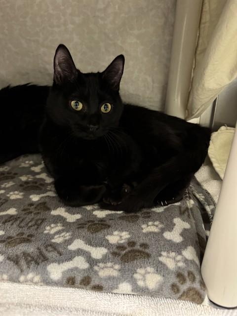 HUBERT, Adoptable, Young Male Domestic Short Hair.