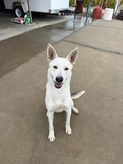 Ranger, Adoptable, Adult Male Shepherd & Mixed Breed.