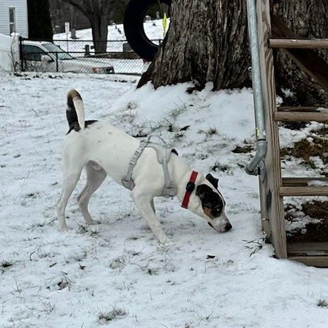 Freddy, a Adoptable mixed breed in Hopkinton, MA image 1/6