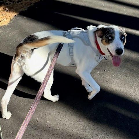 Freddy, a Adoptable mixed breed in Hopkinton, MA image 2/6