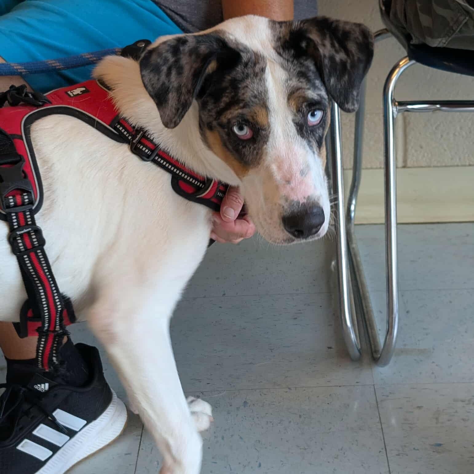 Freddy, a Adoptable mixed breed in Hopkinton, MA image 5/6