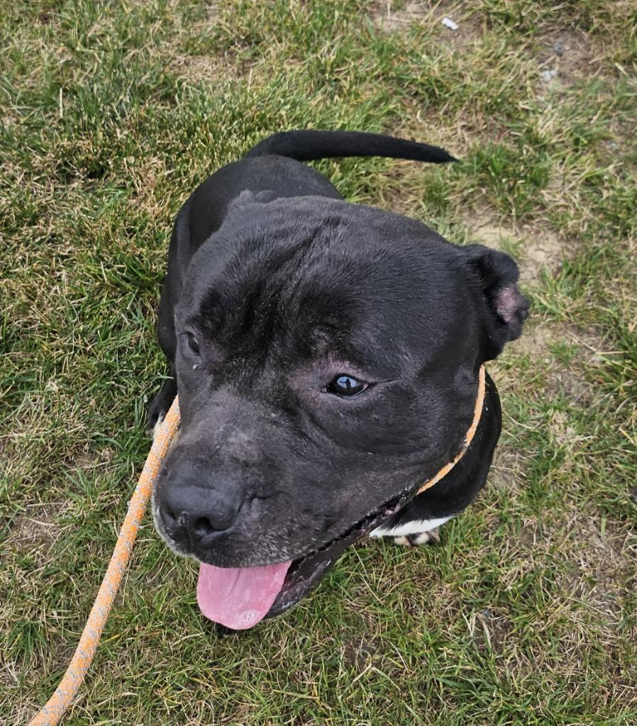 Enlarge Dennis, a Adopted Staffordshire Bull Terrier in Portland, IN image 3/4