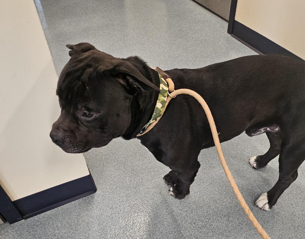 Dennis, a Adopted Staffordshire Bull Terrier in Portland, IN image 2/4