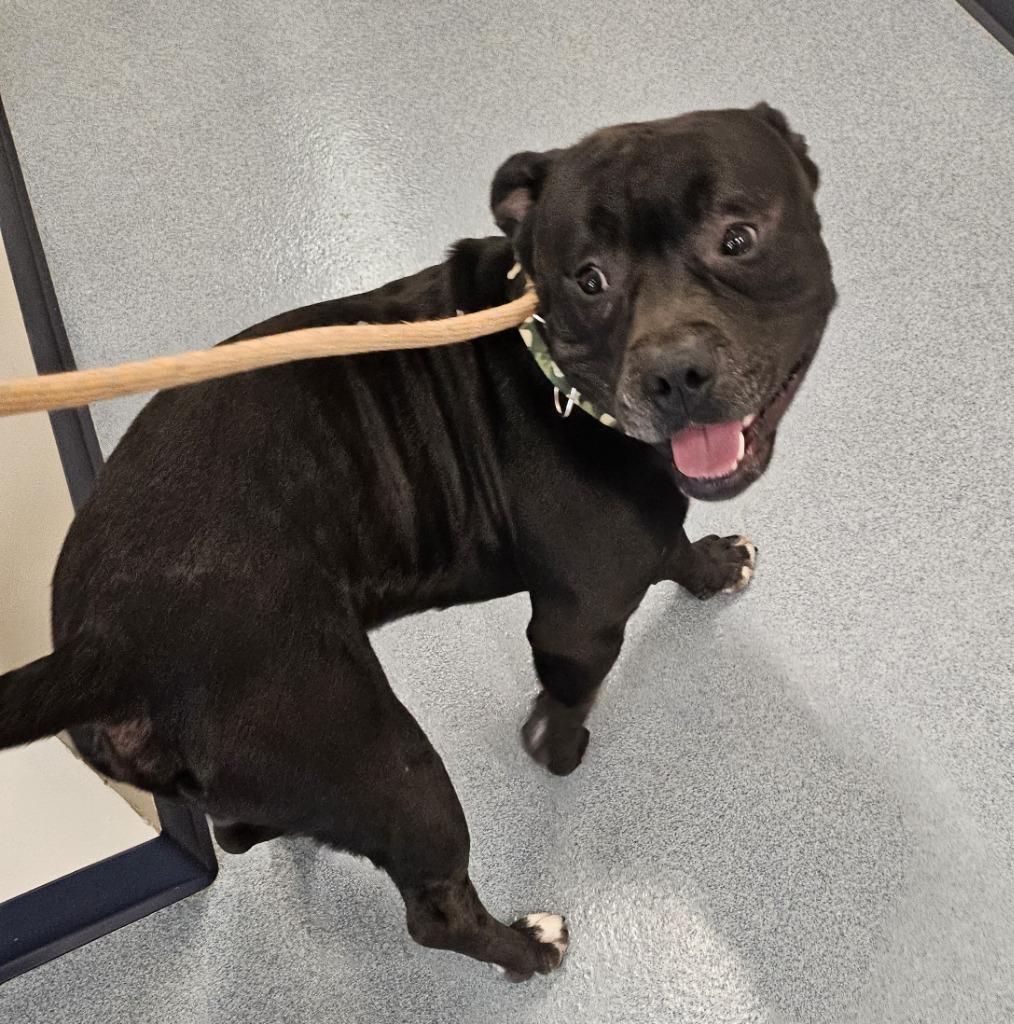 Dennis, a Adopted Staffordshire Bull Terrier in Portland, IN image 3/4