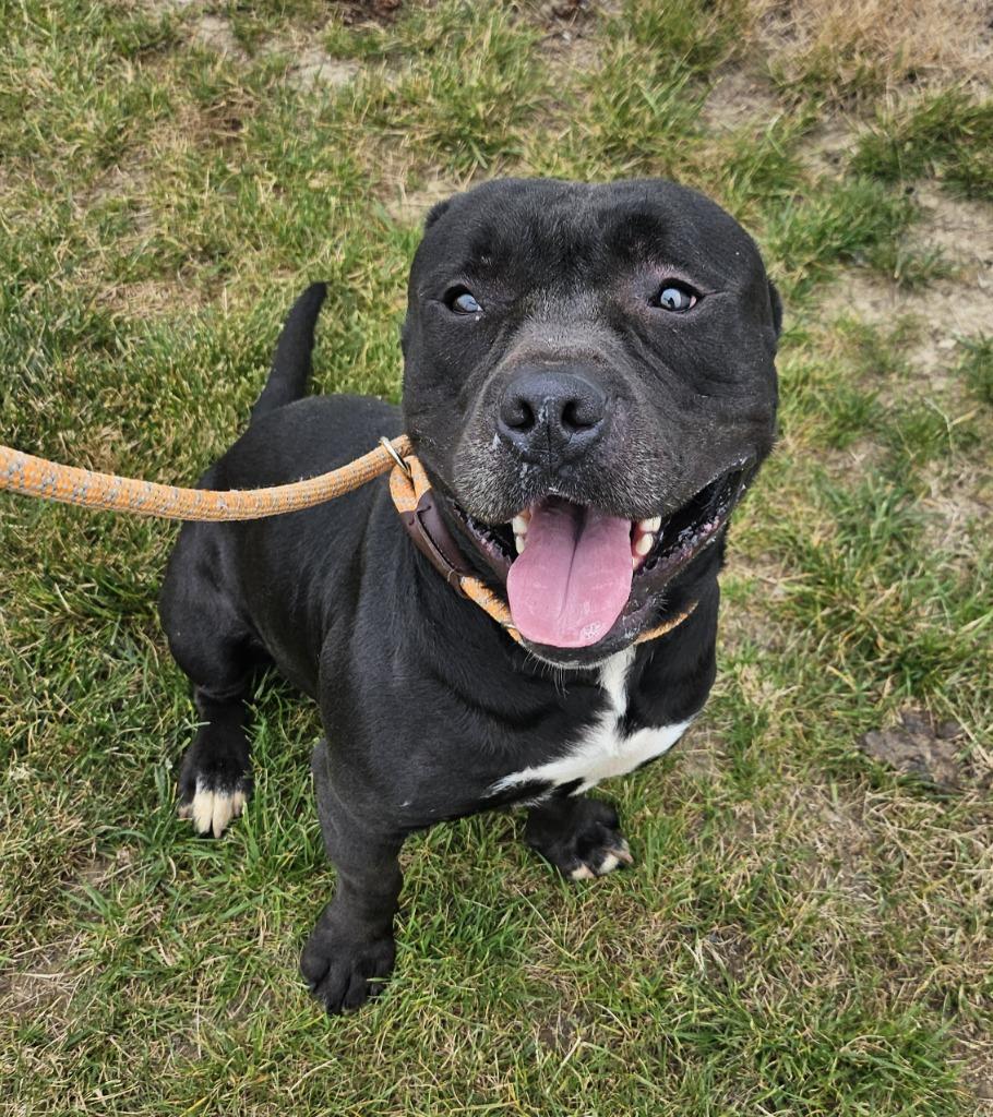 Dennis, a Adopted Staffordshire Bull Terrier in Portland, IN image 4/4