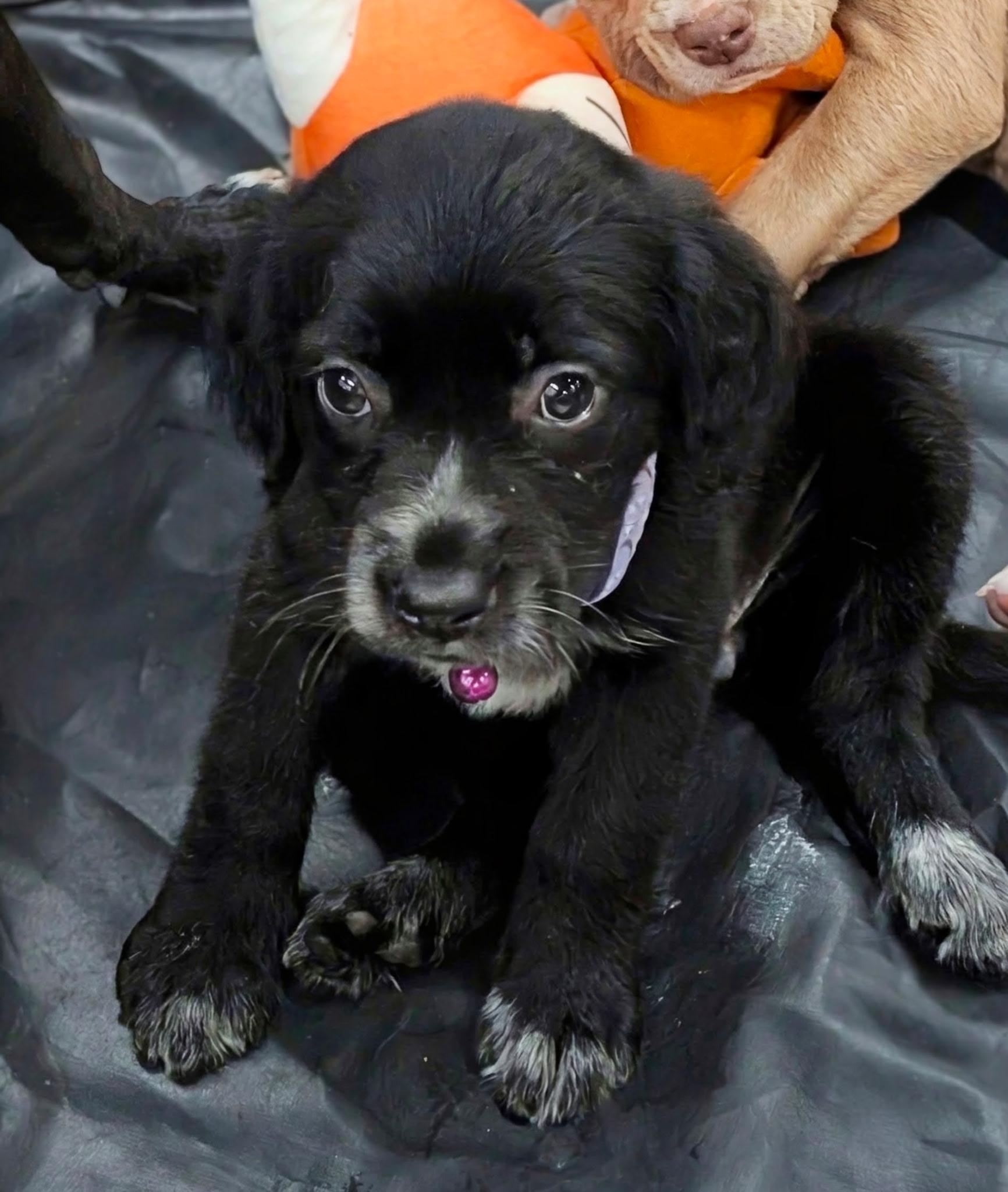 Enlarge Nightingale, an adopted mixed breed in Dallas, TX image 3/6