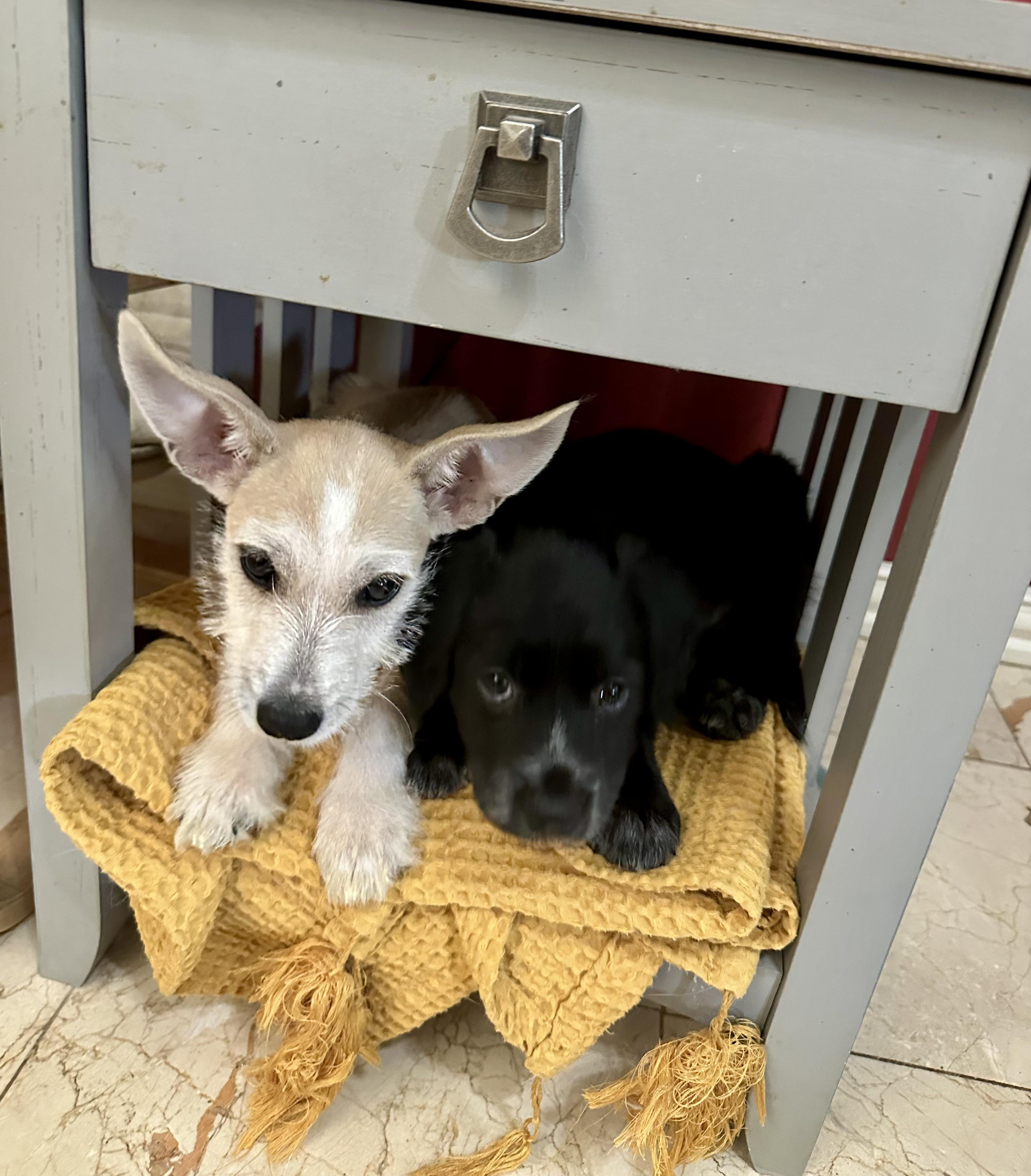 Enlarge Nightingale, an adopted mixed breed in Dallas, TX image 4/6