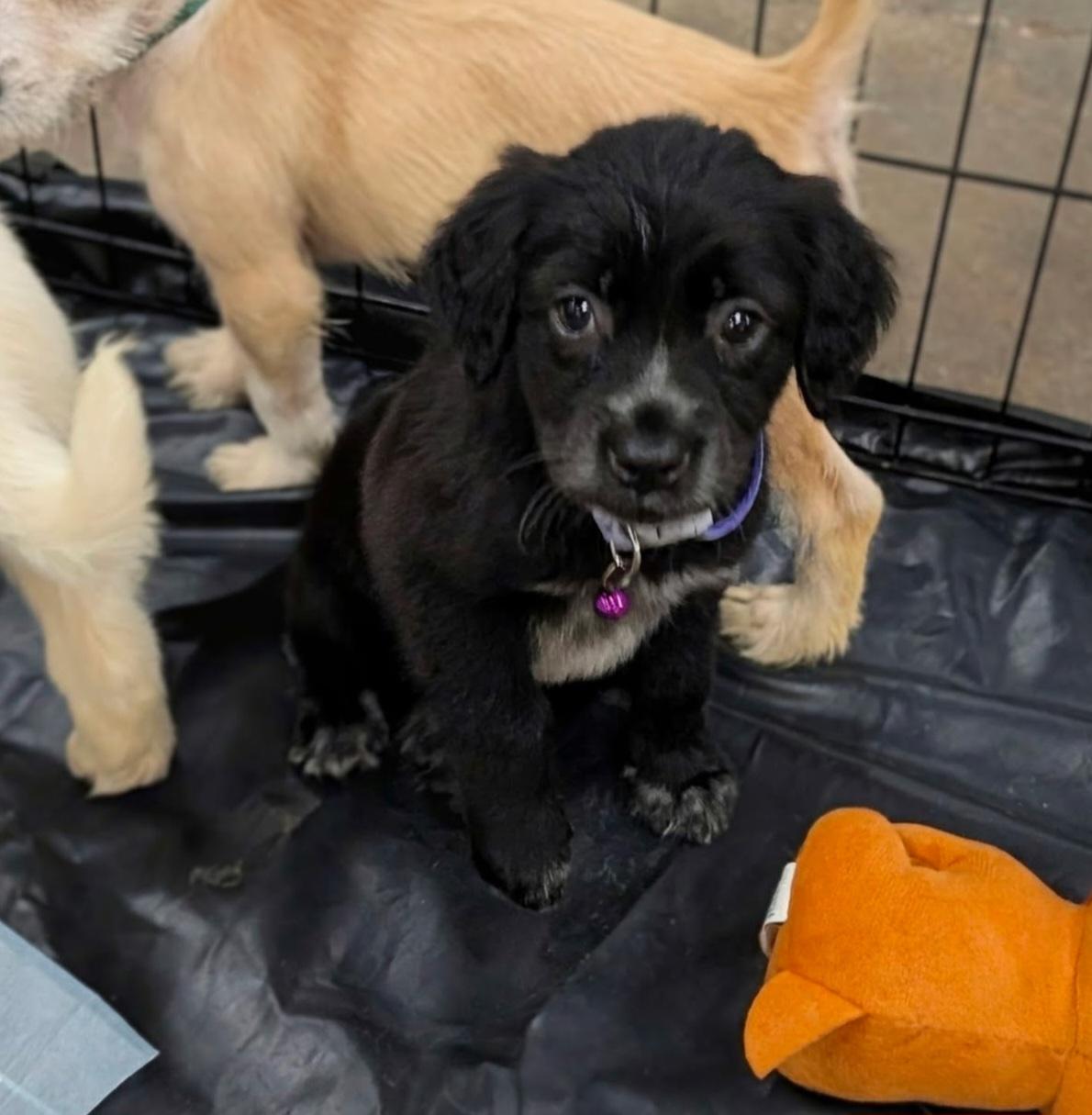 Nightingale, adopted, Puppy Female Labrador Retriever & Border Collie.