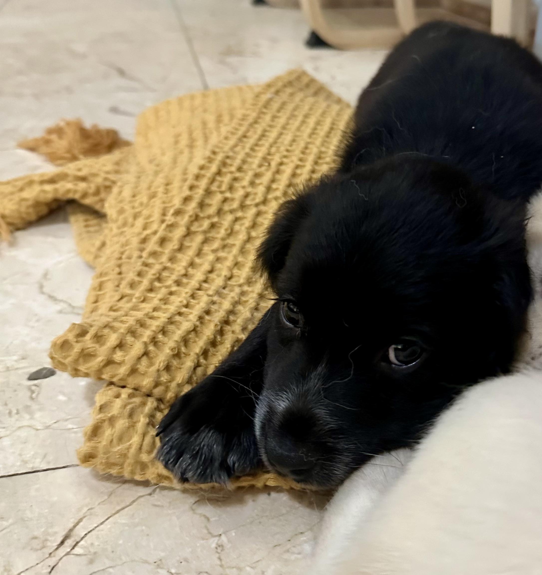 Enlarge Nightingale, an adopted mixed breed in Dallas, TX image 2/6