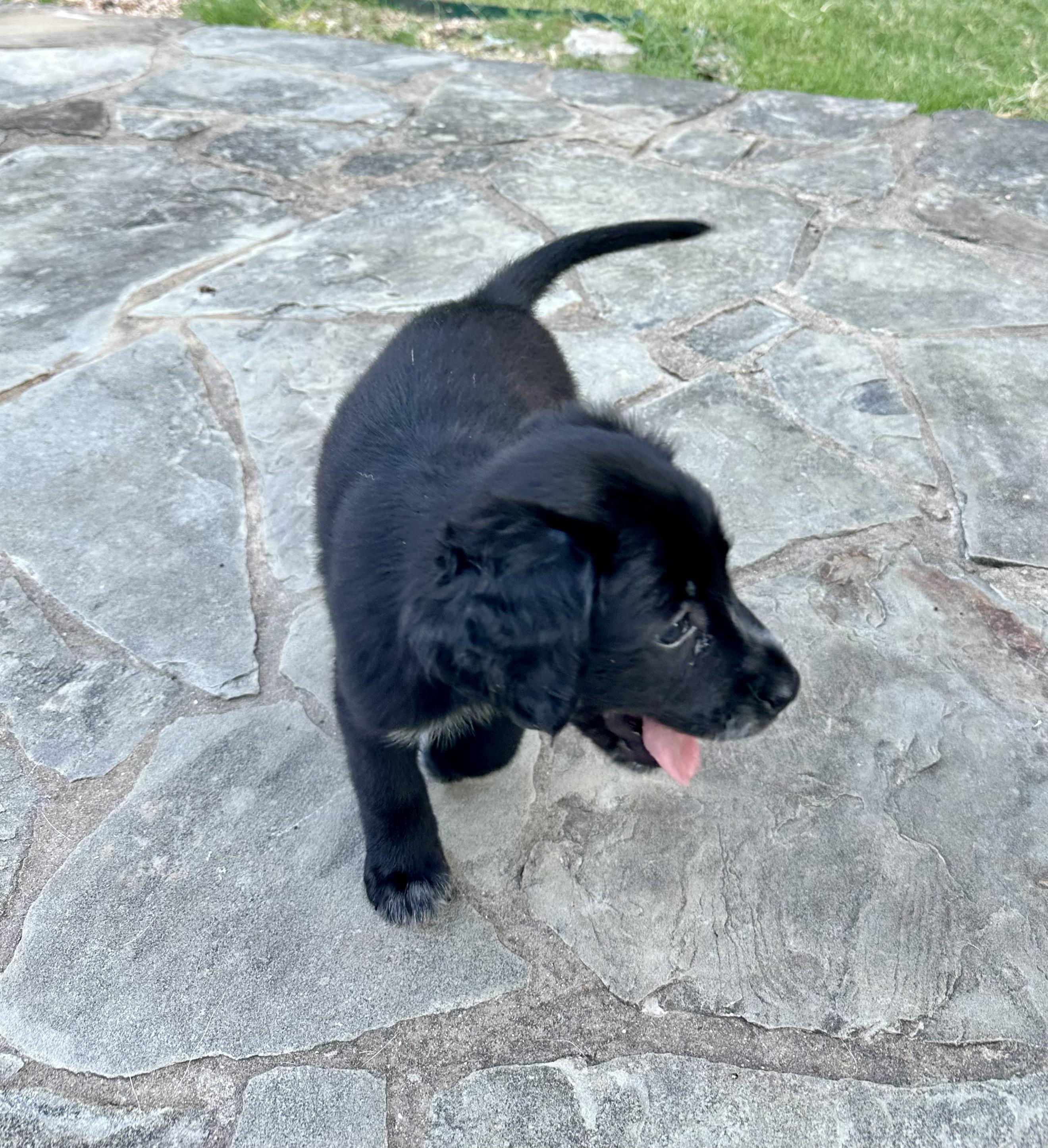 Enlarge Nightingale, an adopted mixed breed in Dallas, TX image 6/6