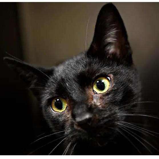 Rune, Adoptable, Adult Male Domestic Short Hair.