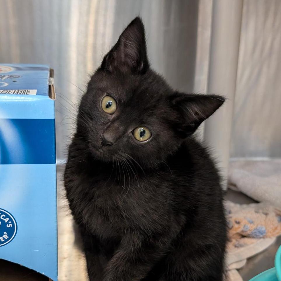 Enlarge Jungle Gym, a Adoptable Domestic Short Hair in Tacoma, WA image 1/1