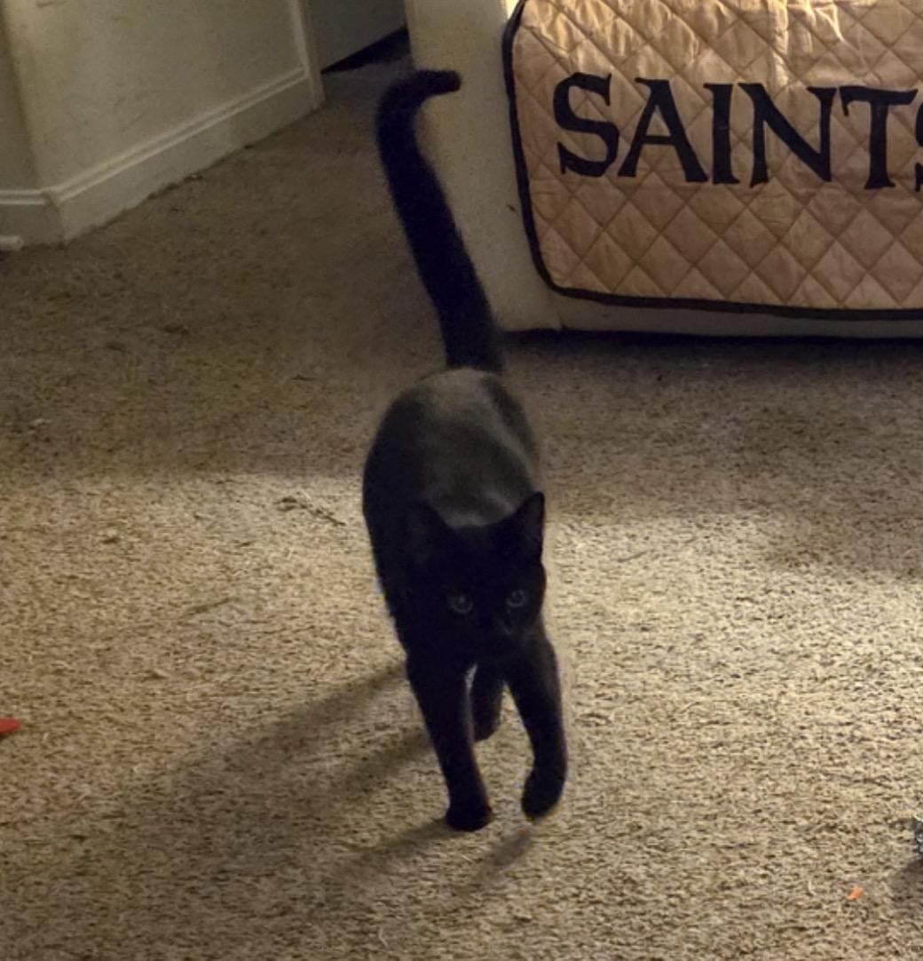 Enlarge Umber, an adopted Domestic Short Hair in Maineville, OH image 2/3