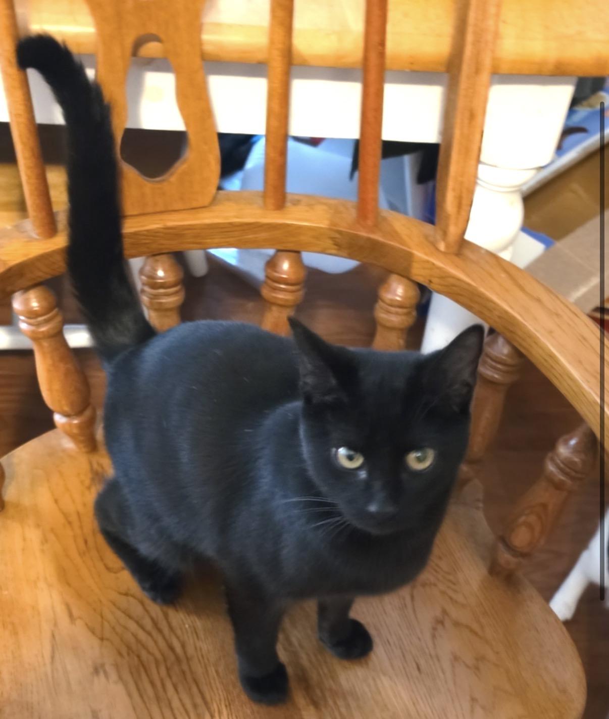 Enlarge Umber, an adopted Domestic Short Hair in Maineville, OH image 3/3