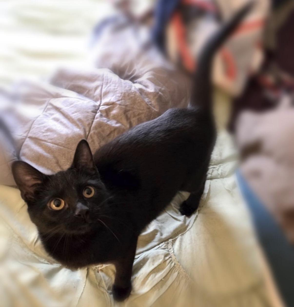 Umber, adopted, Kitten Male Domestic Short Hair.