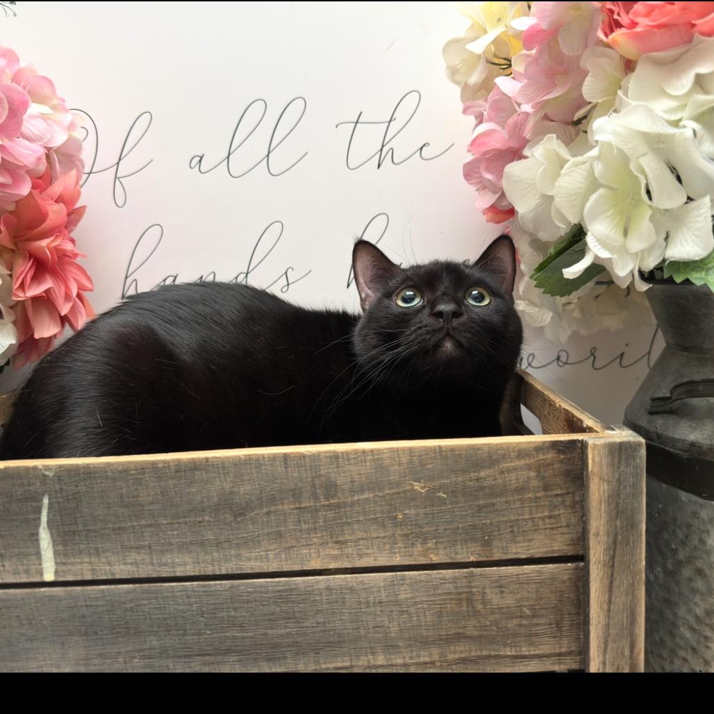 Sasha, Adoptable, Adult Female American Shorthair.