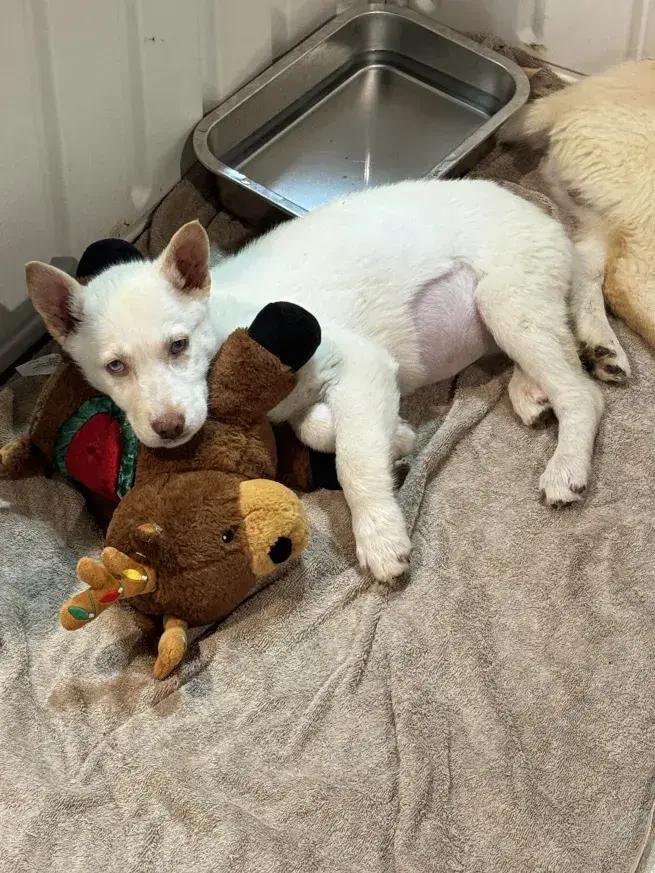 Willow, a Adoptable mixed breed in Grand Rapids, MI image 1/3