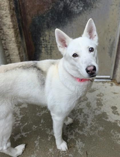 Luna, a Adoptable mixed breed in South Bend, IN image 1/2