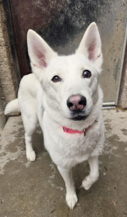 Luna, a Adoptable mixed breed in South Bend, IN image 2/2
