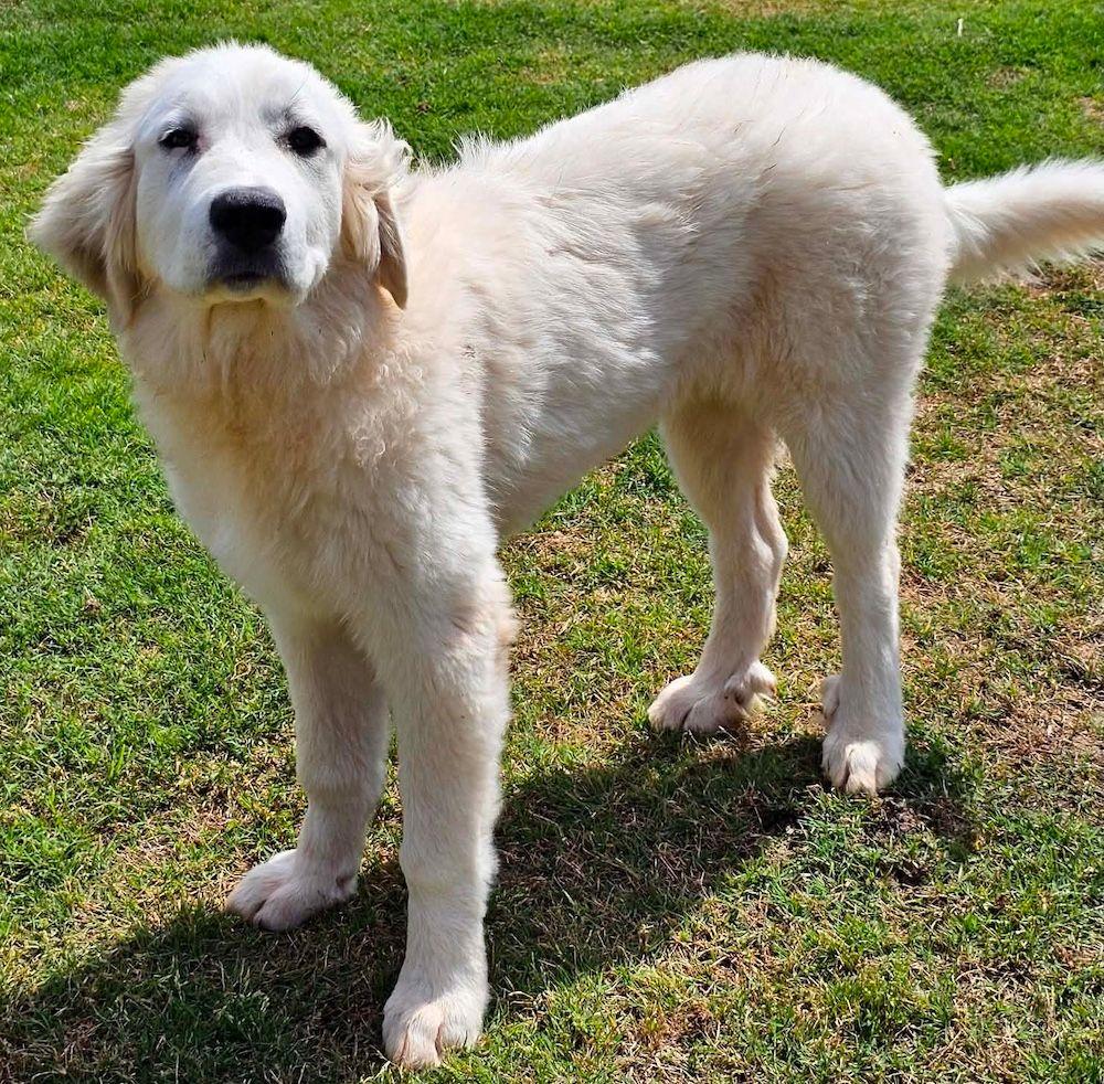 Steeler, a Adoptable Great Pyrenees in Larkspur, CO image 5/6