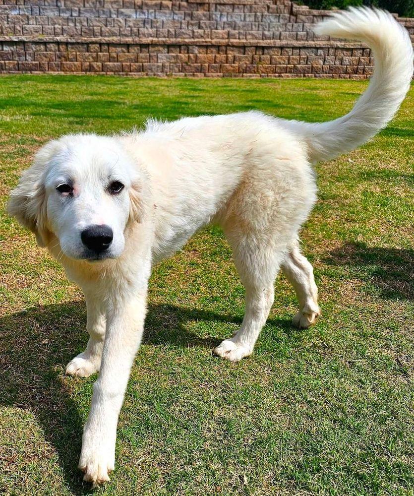 Steeler, a Adoptable Great Pyrenees in Larkspur, CO image 4/6