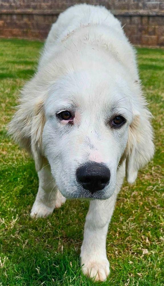 Steeler, a Adoptable Great Pyrenees in Larkspur, CO image 3/6