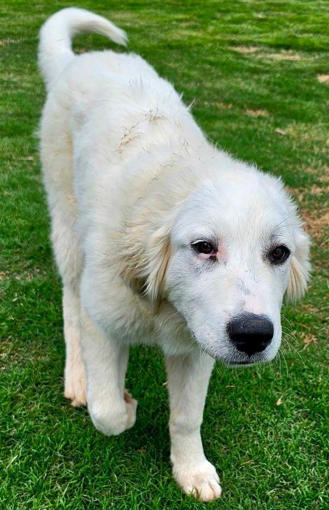 Steeler, a Adoptable Great Pyrenees in Larkspur, CO image 6/6