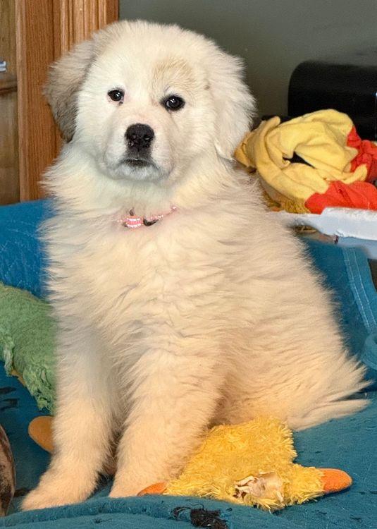 Steeler, Adoptable, Puppy Female Great Pyrenees.
