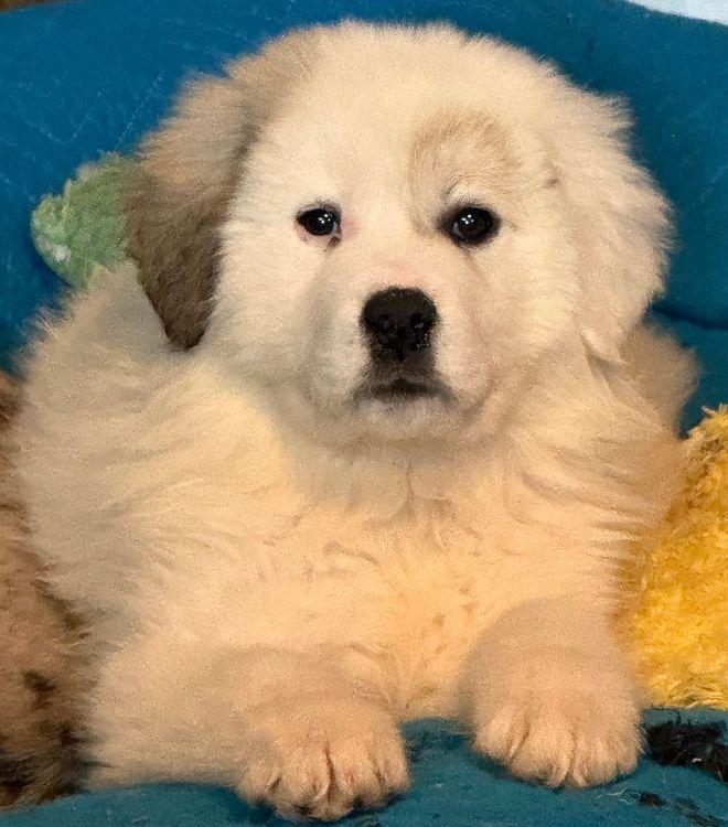 Enlarge Steeler, a Adoptable Great Pyrenees in Larkspur, CO image 2/2