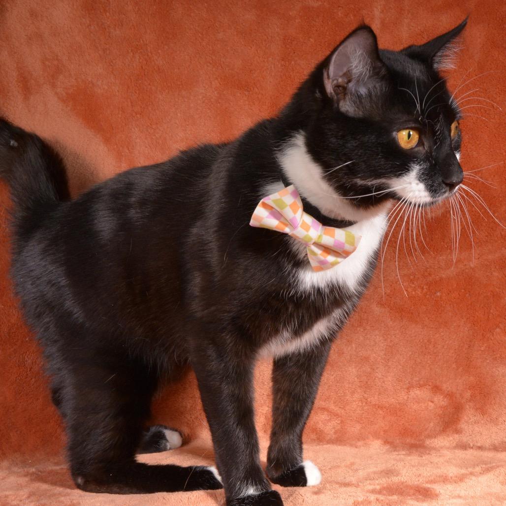 Enlarge Pete, a Adoptable Domestic Short Hair in Traverse City, MI image 1/5