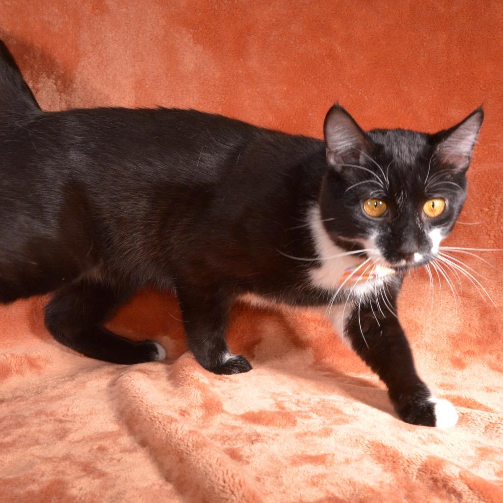 Enlarge Pete, a Adoptable Domestic Short Hair in Traverse City, MI image 2/5