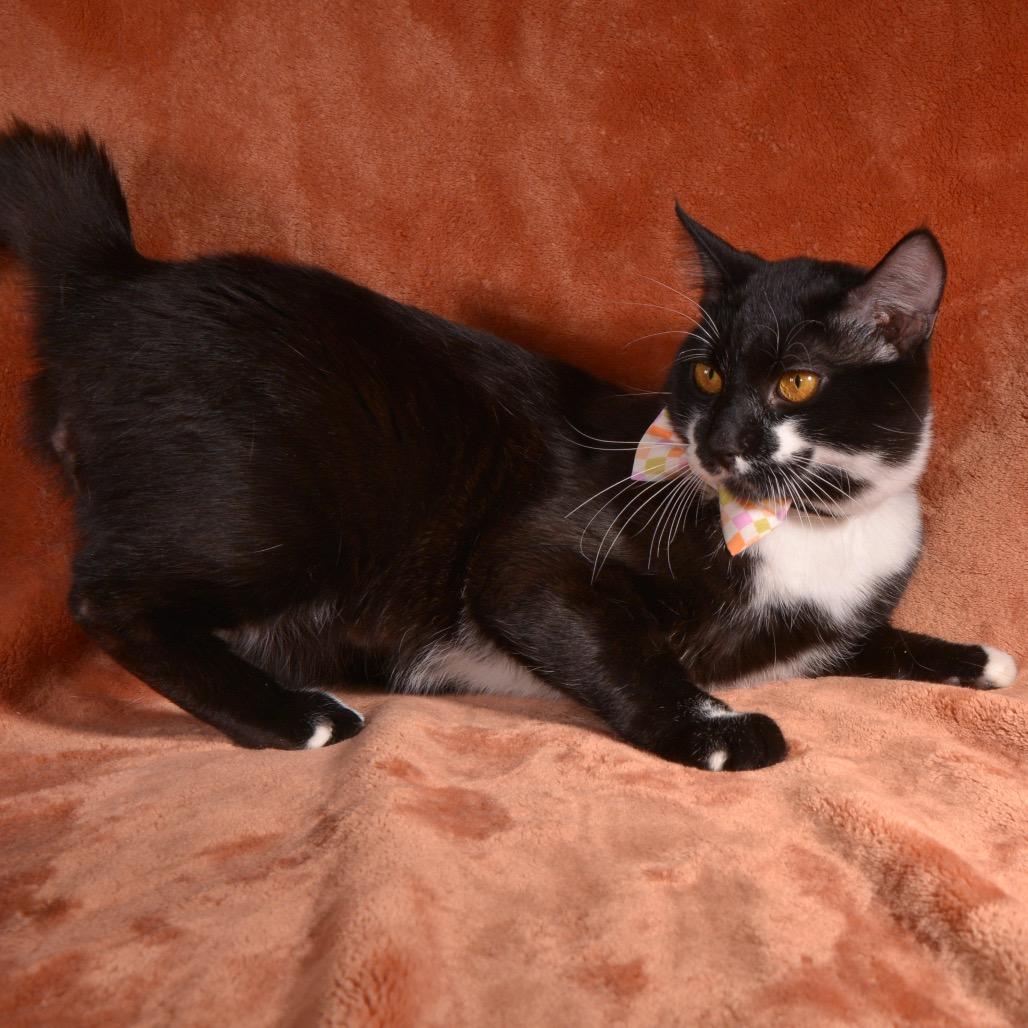 Enlarge Pete, a Adoptable Domestic Short Hair in Traverse City, MI image 3/5