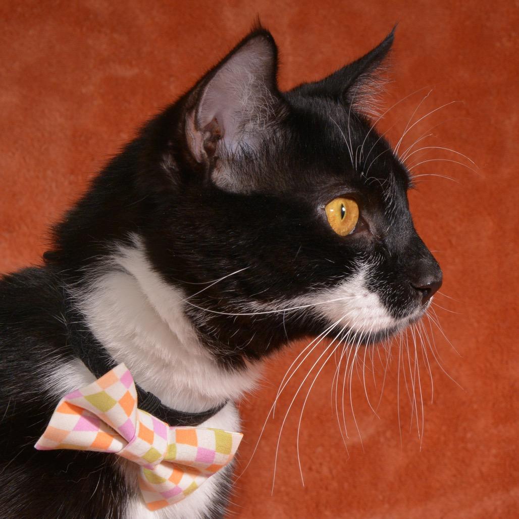 Enlarge Pete, a Adoptable Domestic Short Hair in Traverse City, MI image 4/5