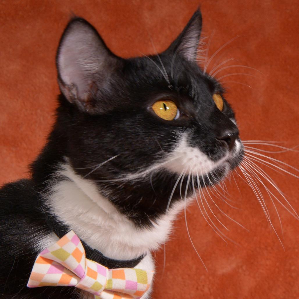 Enlarge Pete, a Adoptable Domestic Short Hair in Traverse City, MI image 5/5