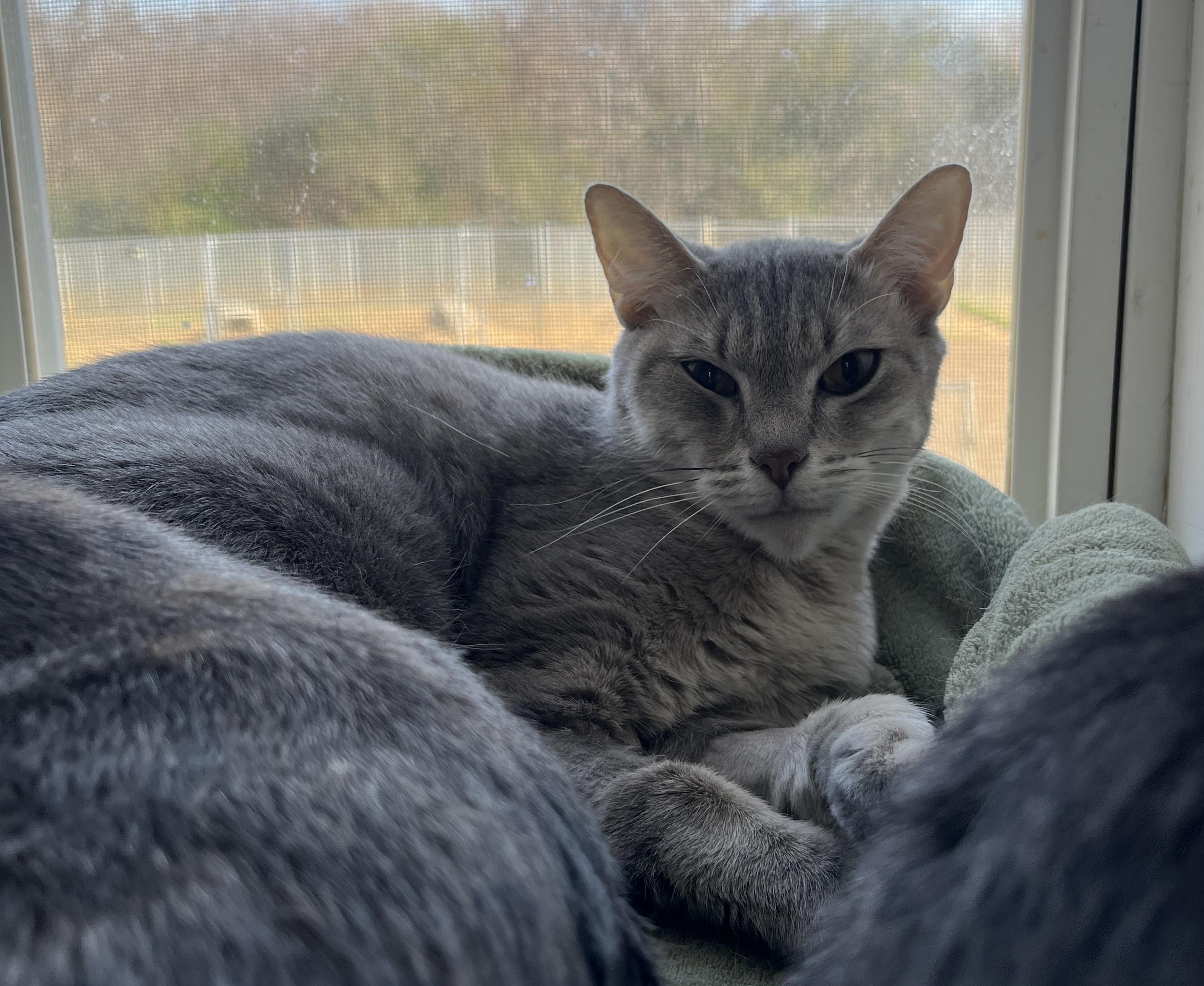 Rosalie, a Adoptable Domestic Short Hair in McKenzie, TN image 2/4