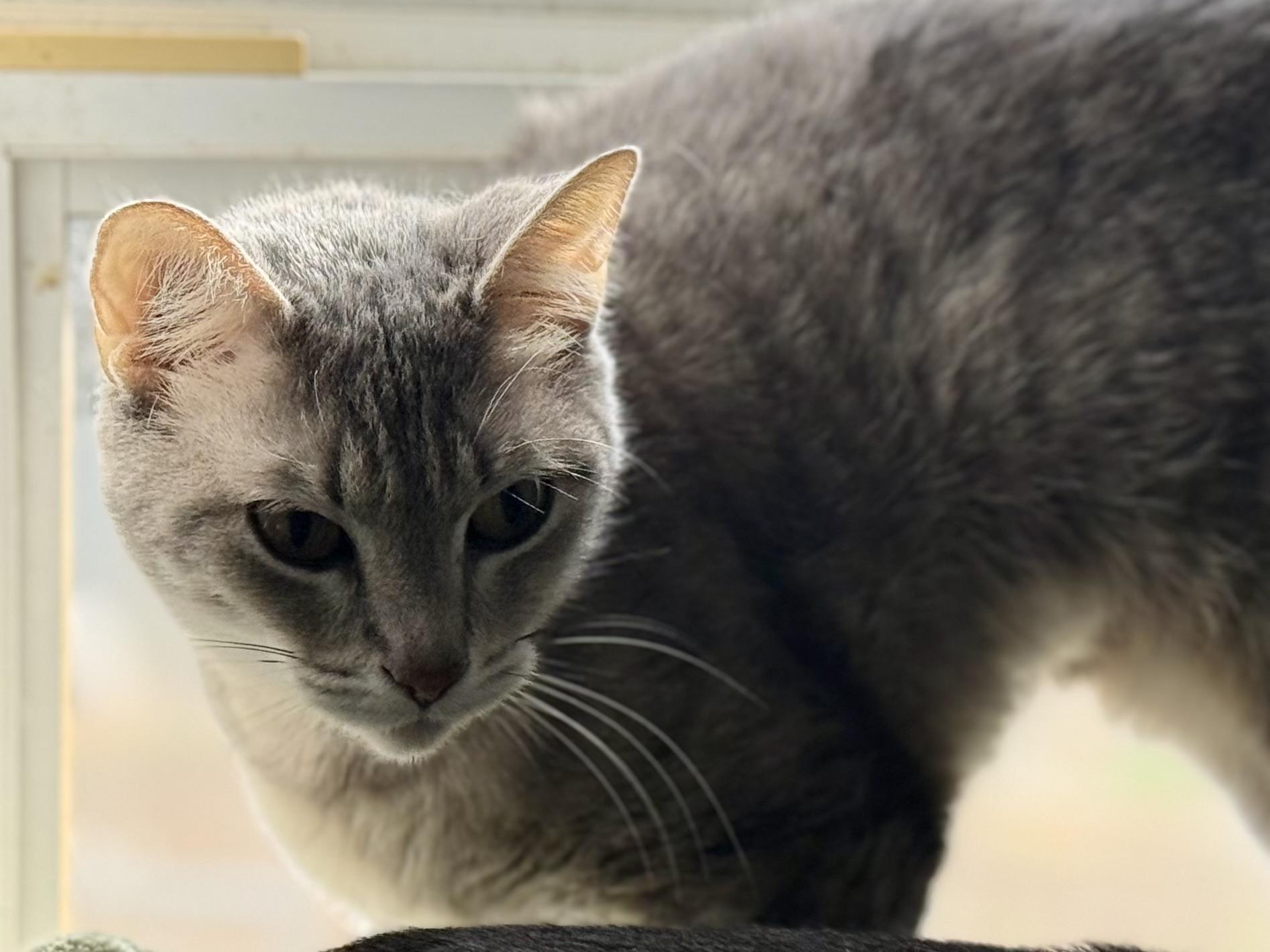 Rosalie, a Adoptable Domestic Short Hair in McKenzie, TN image 3/4