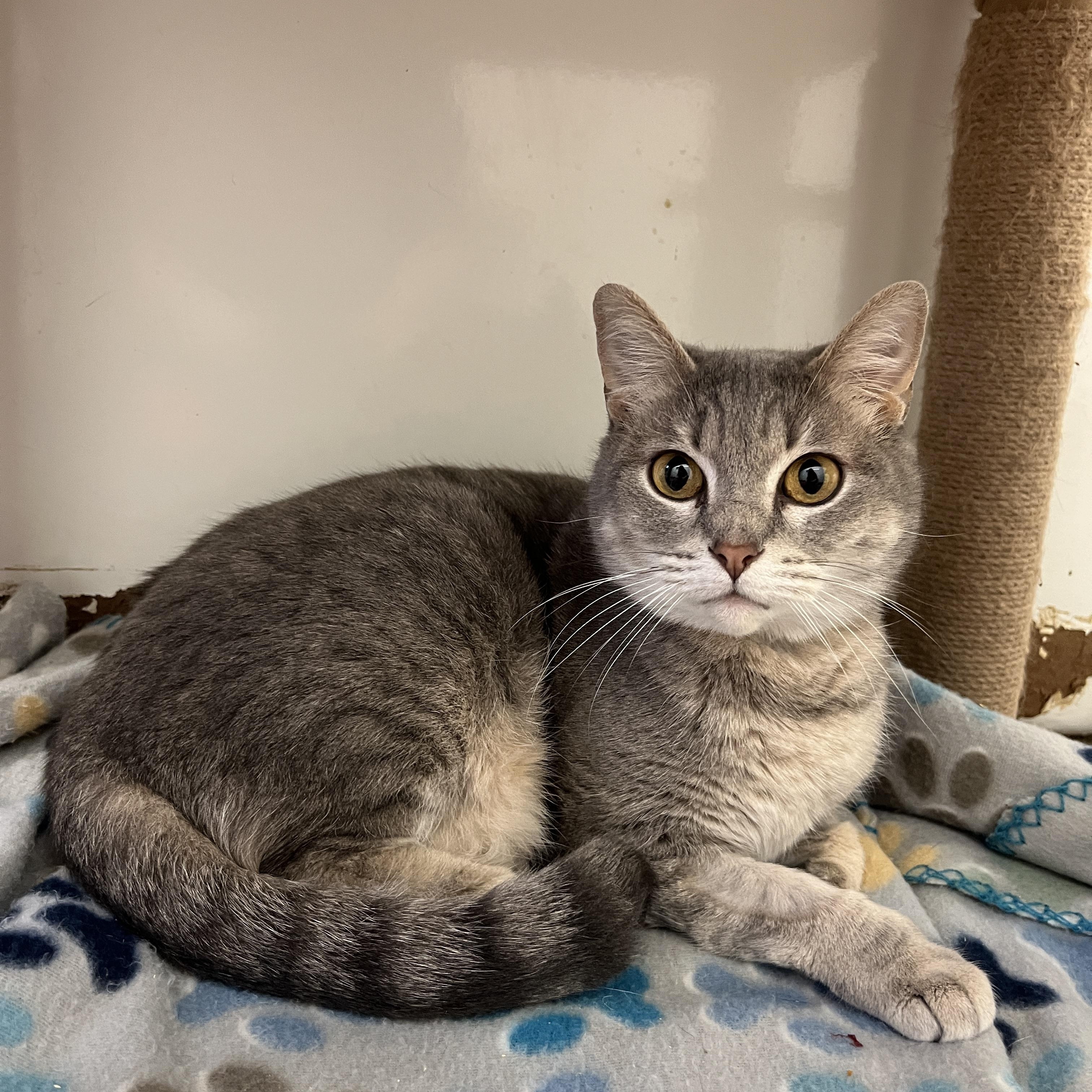Rosalie, Adoptable, Young Female Domestic Short Hair.