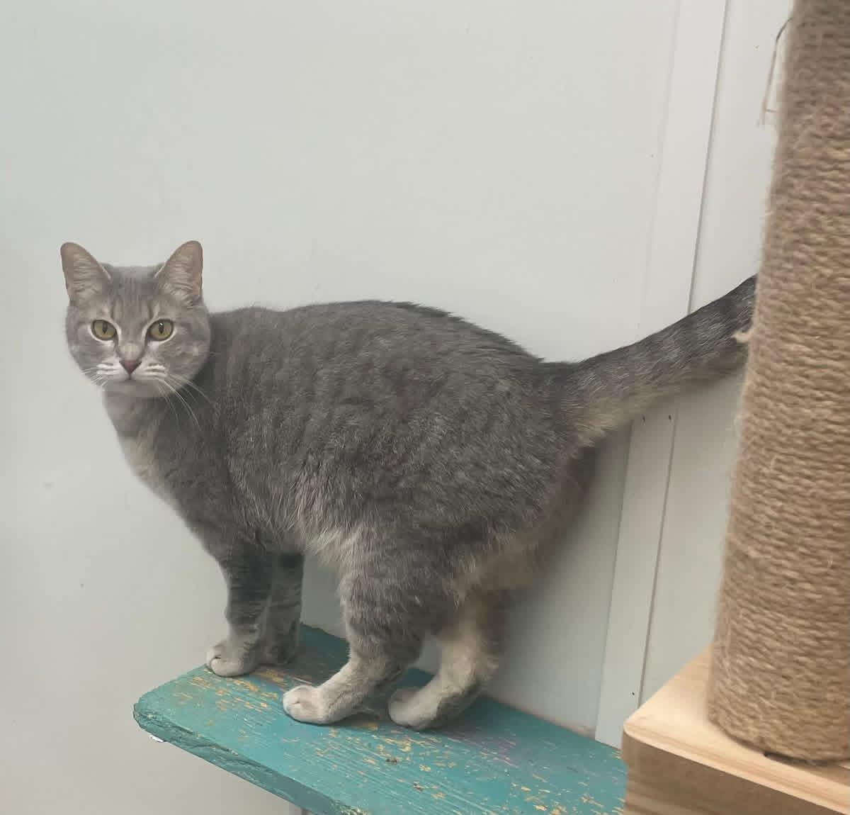 Enlarge Rosalie, a Adoptable Domestic Short Hair in McKenzie, TN image 4/5