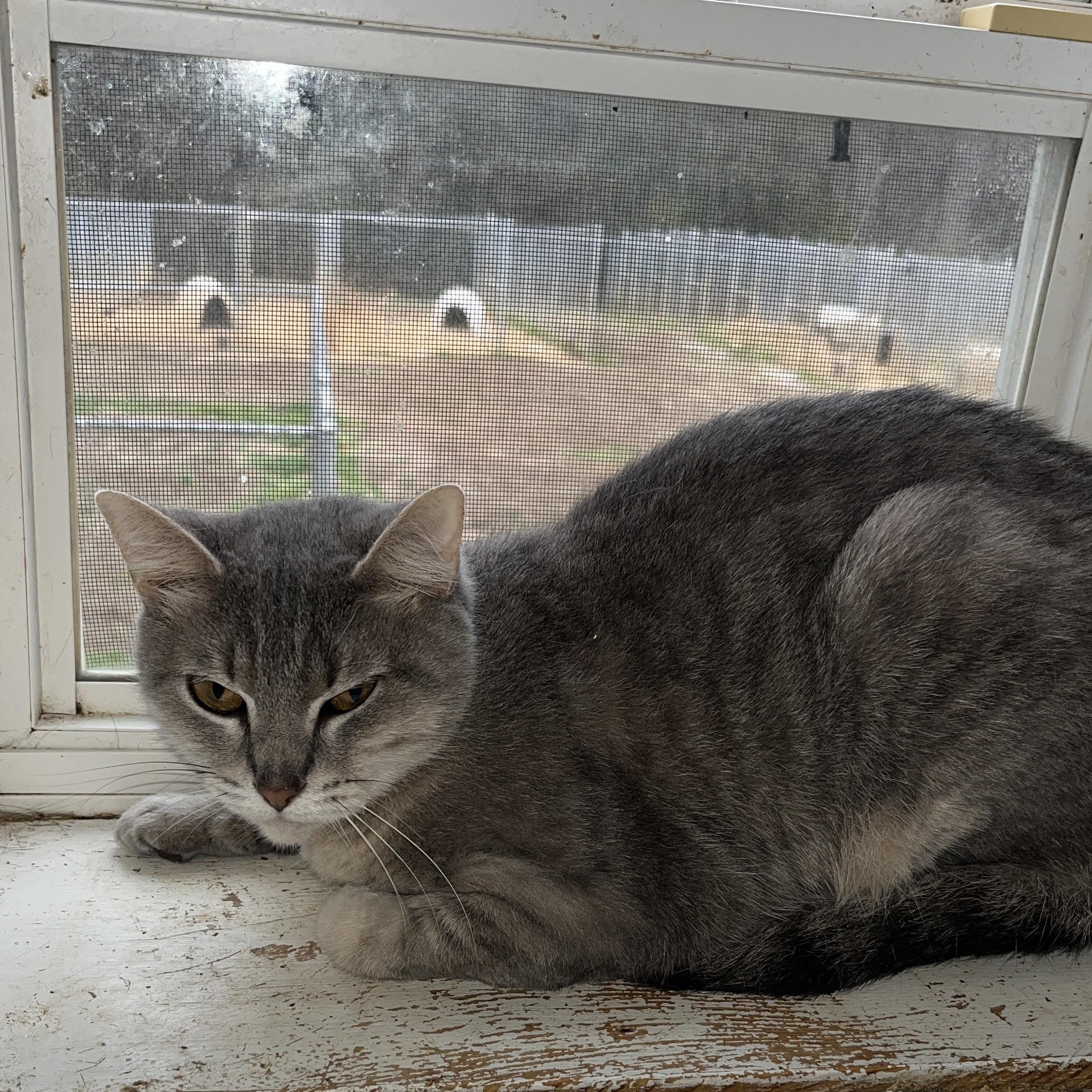 Rosalie, Adoptable, Young Female Domestic Short Hair.