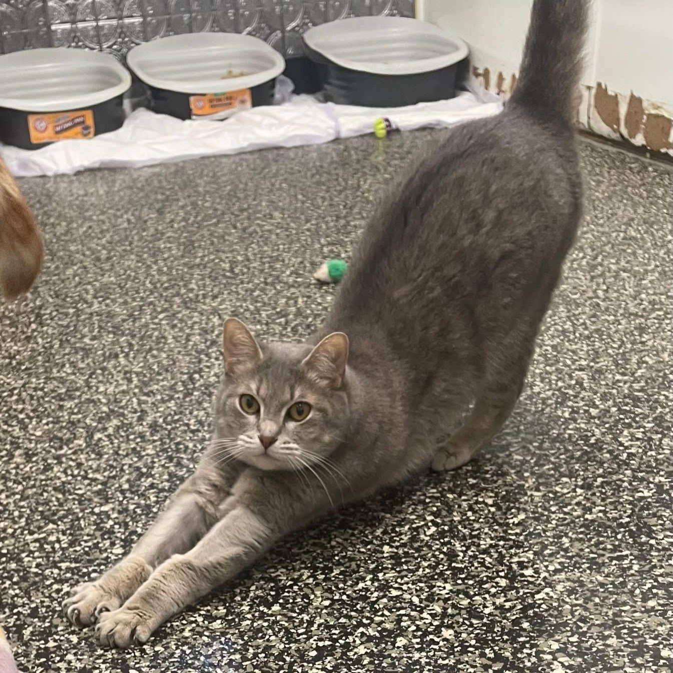 Enlarge Rosalie, a Adoptable Domestic Short Hair in McKenzie, TN image 2/5