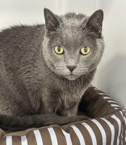 Enlarge Jilly, a Adoptable mixed breed in Gwinn, MI image 1/1