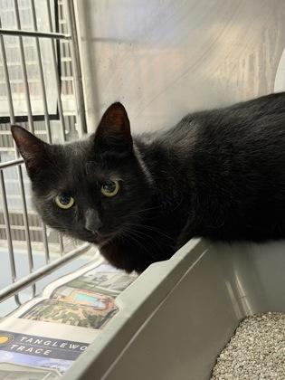 Boots, Adoptable, Adult Female Domestic Short Hair & Domestic Short Hair.