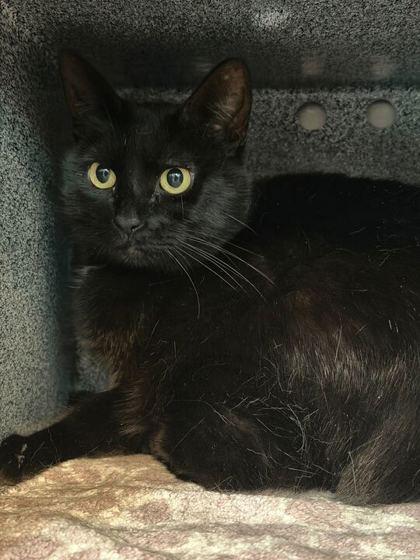 Boots, Adoptable, Adult Female Domestic Short Hair & Domestic Short Hair.