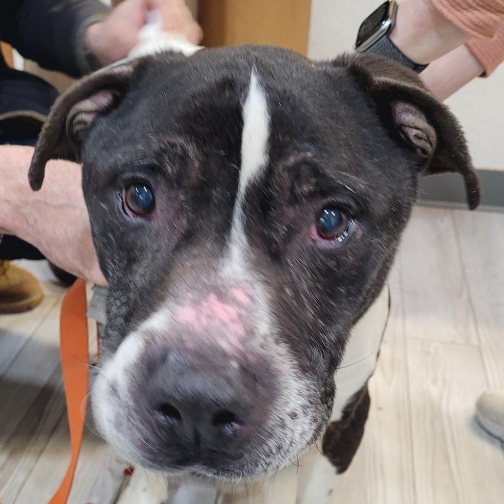 Bruce, Adoptable, Senior Male Pit Bull Terrier.