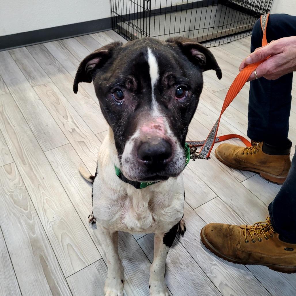 Enlarge Bruce, a Adoptable Pit Bull Terrier in Allyn, WA image 2/2