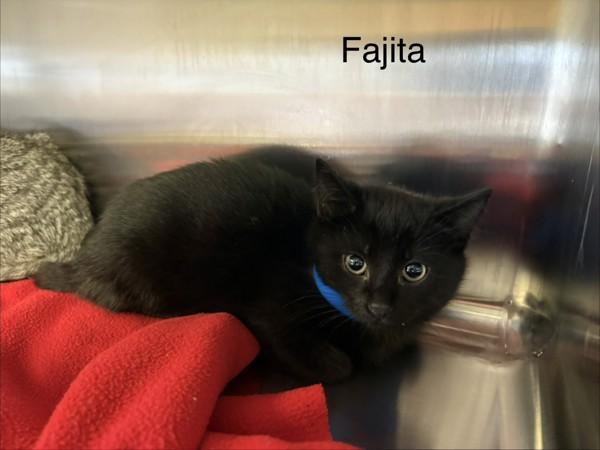 Fajita, Adoptable, Kitten Female Domestic Short Hair.